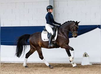 German Riding Pony, Gelding, 9 years, 13,3 hh, Bay-Dark