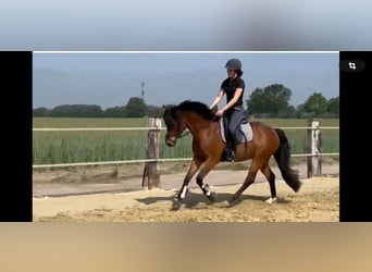 German Riding Pony, Gelding, 9 years, 14.1 hh, Brown