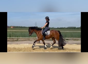 German Riding Pony, Gelding, 9 years, 14.1 hh, Brown