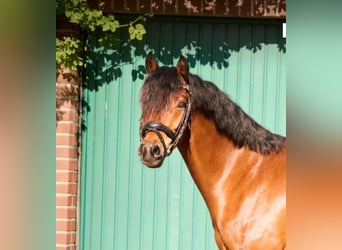 German Riding Pony, Gelding, 9 years, 14.1 hh, Brown