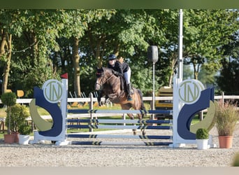 German Riding Pony, Gelding, 9 years, 14.1 hh, Brown
