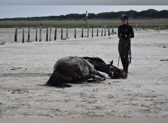 German Riding Pony, Gelding, 9 years, 14.1 hh, Brown