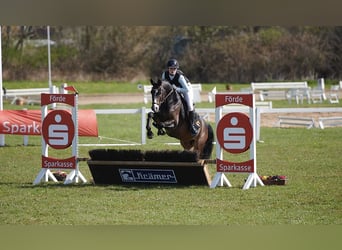 German Riding Pony, Gelding, 9 years, 14.1 hh, Brown