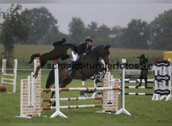 German Riding Pony, Gelding, 9 years, 14.1 hh, Brown