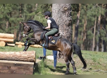 German Riding Pony, Gelding, 9 years, 14.1 hh, Brown