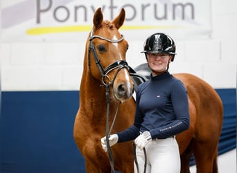 German Riding Pony, Gelding, 9 years, 14.1 hh, Chestnut-Red