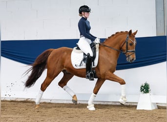 German Riding Pony, Gelding, 9 years, 14.1 hh, Chestnut-Red