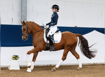 German Riding Pony, Gelding, 9 years, 14.1 hh, Chestnut-Red