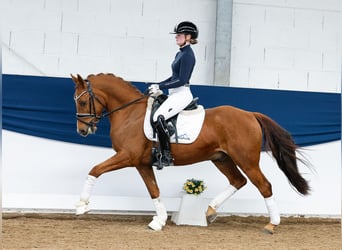 German Riding Pony, Gelding, 9 years, 14.1 hh, Chestnut-Red