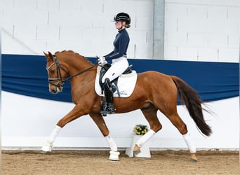 German Riding Pony, Gelding, 9 years, 14.1 hh, Chestnut-Red