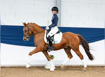 German Riding Pony, Gelding, 9 years, 14.1 hh, Chestnut-Red