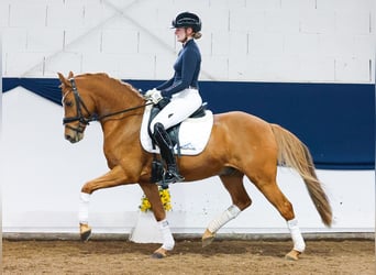 German Riding Pony, Gelding, 9 years, 14,1 hh, Chestnut-Red