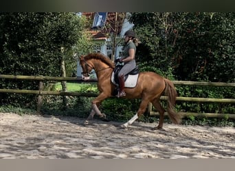 German Riding Pony, Gelding, 9 years, 14,1 hh, Chestnut-Red