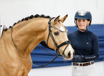 German Riding Pony, Gelding, 9 years, 14.1 hh, Dun