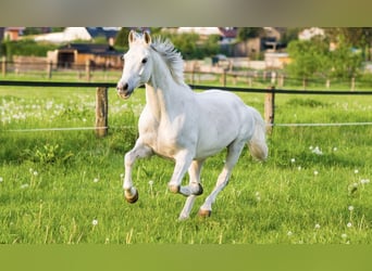 German Riding Pony, Gelding, 9 years, 14.1 hh, Gray-Dark-Tan