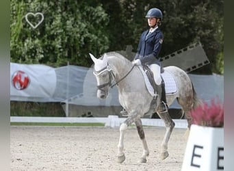 German Riding Pony, Gelding, 9 years, 14.1 hh, Gray