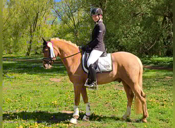 German Riding Pony, Gelding, 9 years, 14.1 hh, Palomino