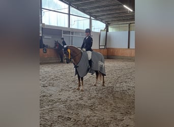 German Riding Pony, Gelding, 9 years, 14.1 hh, Palomino