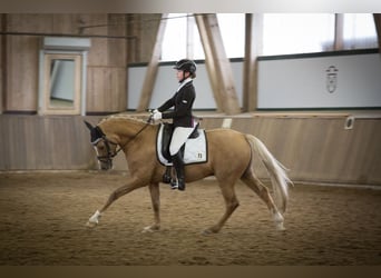 German Riding Pony, Gelding, 9 years, 14.1 hh, Palomino