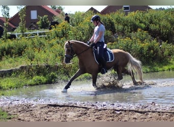 German Riding Pony, Gelding, 9 years, 14.1 hh, Palomino