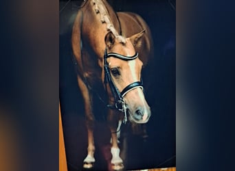 German Riding Pony, Gelding, 9 years, 14.1 hh, Palomino