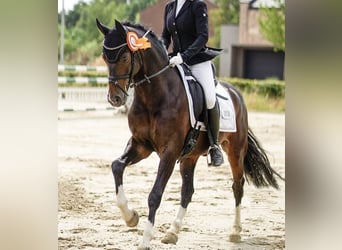 German Riding Pony, Gelding, 9 years, 14.2 hh, Bay-Dark