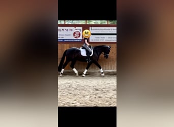 German Riding Pony, Gelding, 9 years, 14.2 hh, Black