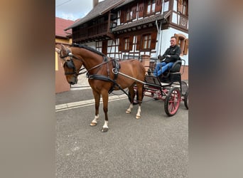 German Riding Pony, Gelding, 9 years, 14.2 hh, Brown
