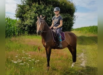 German Riding Pony, Gelding, 9 years, 14.2 hh, Brown