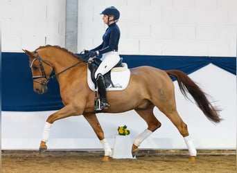 German Riding Pony, Gelding, 9 years, 14,2 hh, Chestnut-Red