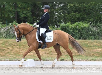 German Riding Pony, Gelding, 9 years, 14.2 hh, Chestnut-Red