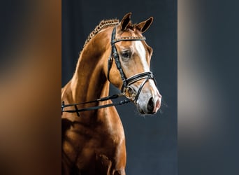 German Riding Pony, Gelding, 9 years, 14.2 hh, Chestnut-Red