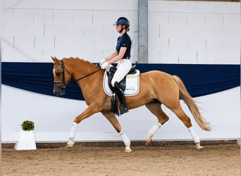 German Riding Pony, Gelding, 9 years, 14.2 hh, Dun