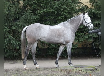 German Riding Pony, Gelding, 9 years, 14.2 hh, Gray-Dapple