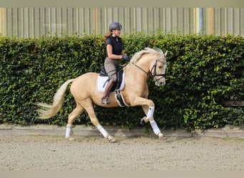 German Riding Pony, Gelding, 9 years, 14.2 hh, Palomino