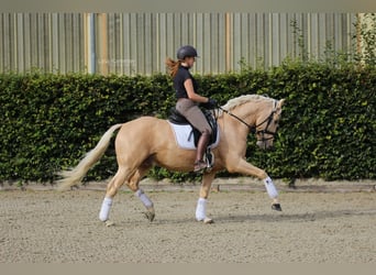 German Riding Pony, Gelding, 9 years, 14.2 hh, Palomino