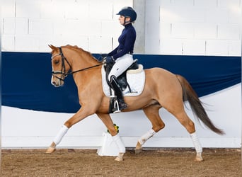 German Riding Pony, Gelding, 9 years, 14 hh, Chestnut-Red