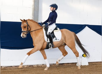 German Riding Pony, Gelding, 9 years, 14 hh, Chestnut-Red