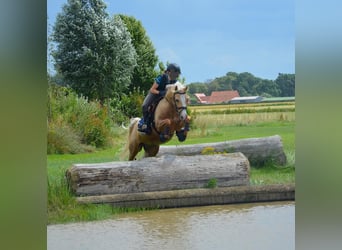 German Riding Pony, Gelding, 9 years, 14 hh, Palomino