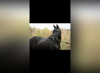 German Riding Pony, Gelding, 9 years, 14,1 hh, Black