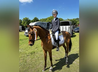 German Riding Pony, Gelding, 9 years, 14,1 hh, Buckskin