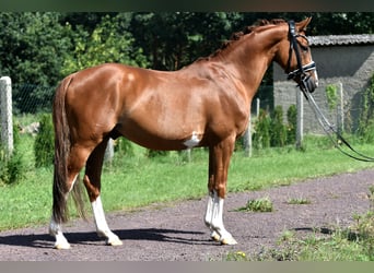 German Riding Pony, Gelding, 9 years, 14,1 hh, Chestnut-Red