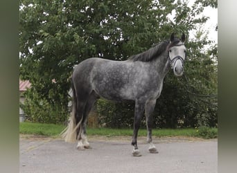German Riding Pony, Gelding, 9 years, 14,1 hh, Grey-Dark-Tan