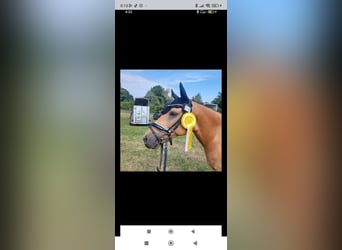 German Riding Pony, Gelding, 9 years, 14,2 hh, Buckskin