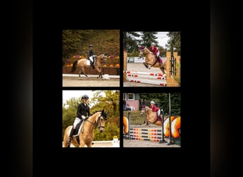 German Riding Pony, Gelding, 9 years, 14,2 hh, Buckskin