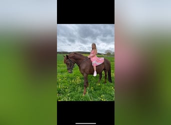German Riding Pony, Gelding, 9 years, 14,2 hh, Chestnut