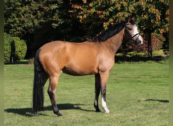 German Riding Pony, Gelding, 9 years, 14,2 hh, Dun