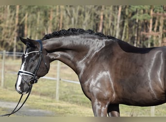 German Riding Pony, Gelding, 9 years, 15.1 hh, Black