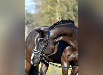 German Riding Pony, Gelding, 9 years, 15.1 hh, Black