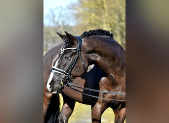 German Riding Pony, Gelding, 9 years, 15.1 hh, Black